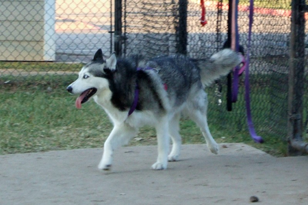 Kema - Dog Park - October October 10th 2008 17.JPG